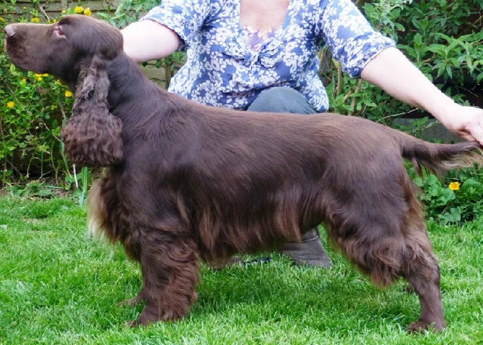 Sh Ch Elgert D’zzee Rascal With Sonnetend JW