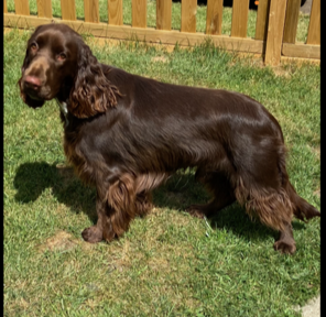 GEMELBET’S NEW KID IN TOWN AT CARINYSSADER